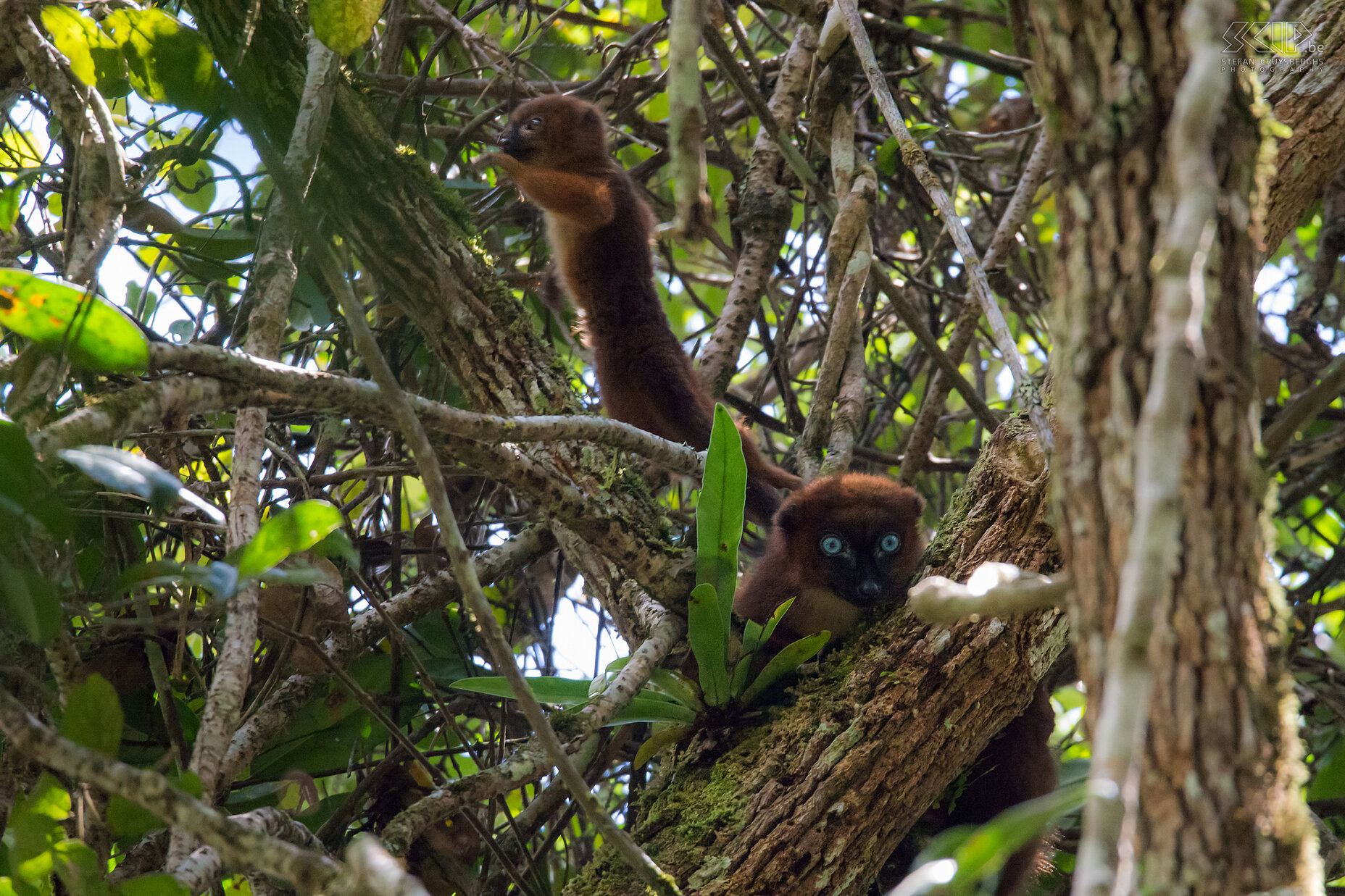 Mantadia - Roodbuikmaki's Volwassen en jonge roodbuikmaki's (Eulemur rubriventer) in Mantadia. De roodbuikmaki is een middelgrote maki met kastanjebruine vacht die endemisch is in de regenwouden in het oosten van Madagaskar. Stefan Cruysberghs